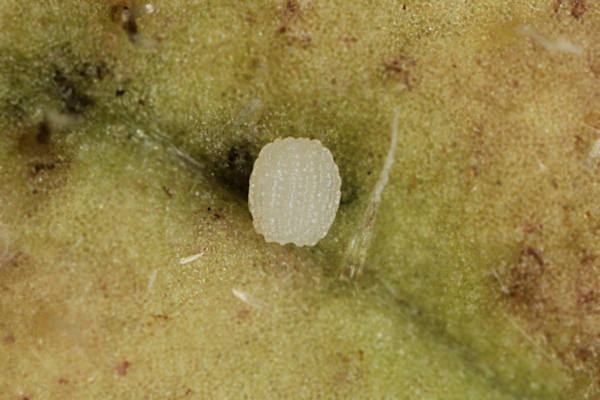 Idaea rusticata: Bild 2