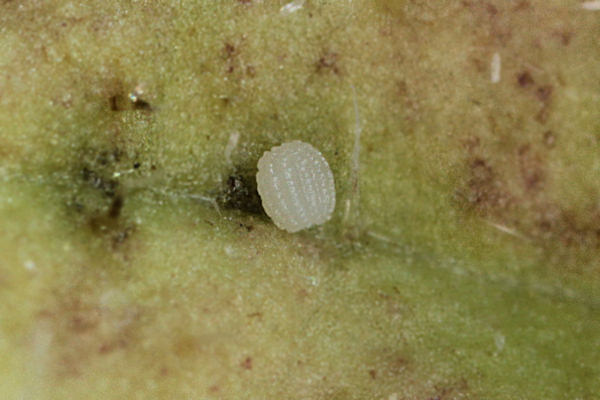 Idaea rusticata: Bild 3