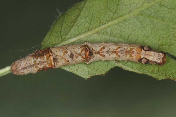 Opisthograptis luteolata: Bild 15