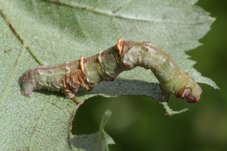 Opisthograptis luteolata: Bild 16