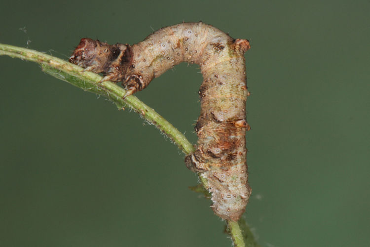 Opisthograptis luteolata: Bild 18