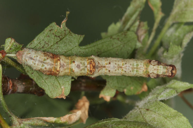 Opisthograptis luteolata: Bild 19