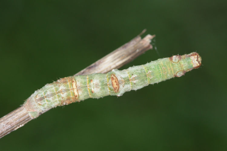 Opisthograptis luteolata: Bild 20