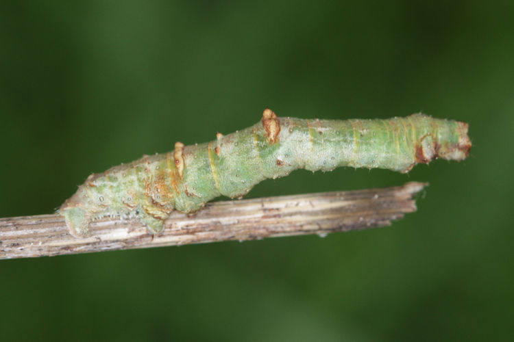 Opisthograptis luteolata: Bild 22