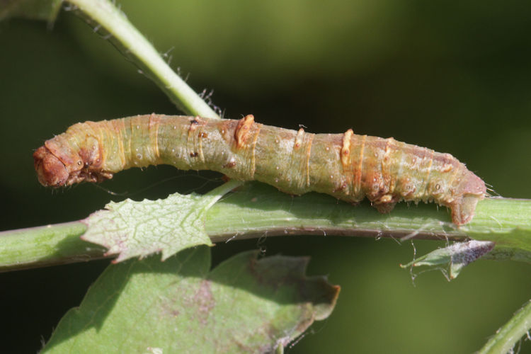 Opisthograptis luteolata: Bild 21