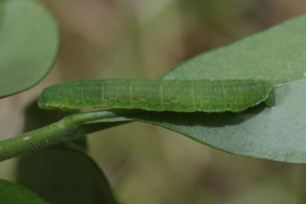 Trichopteryx polycommata: Bild 42