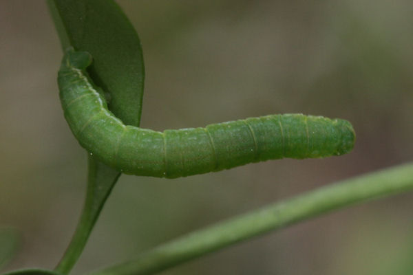 Trichopteryx polycommata: Bild 30