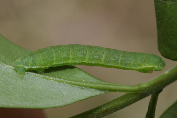 Trichopteryx polycommata: Bild 45