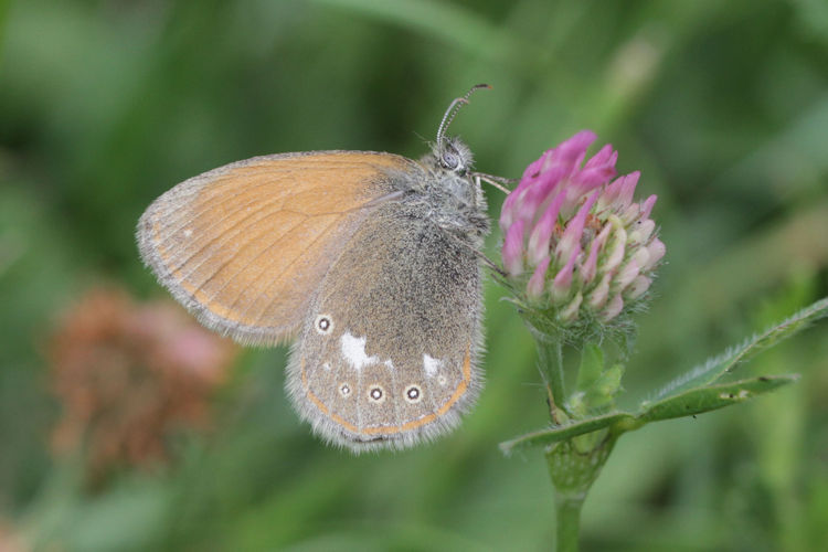 Coenonympha glycerion: Bild 9