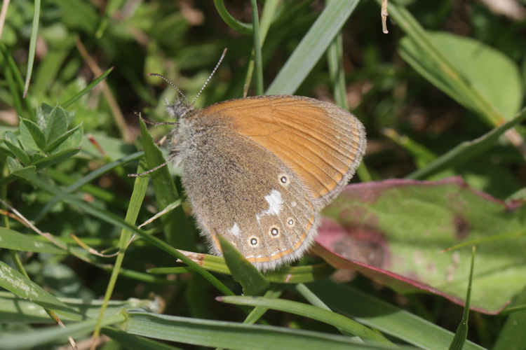 Coenonympha glycerion: Bild 11