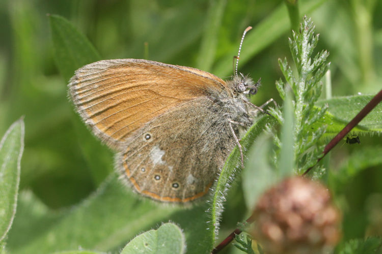 Coenonympha glycerion: Bild 12