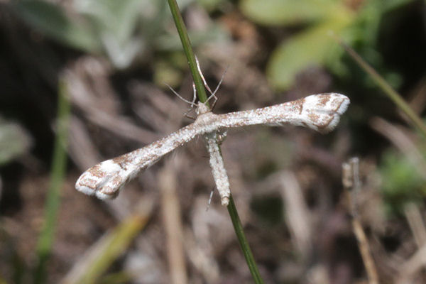 Platyptilia tesseradactyla: Bild 1