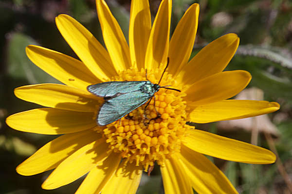 Adscita geryon chrysocephala: Bild 4