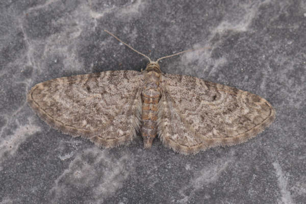 Eupithecia subfuscata: Bild 37