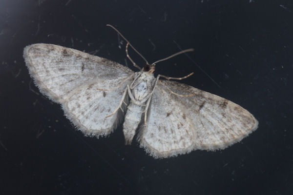 Eupithecia subfuscata: Bild 55