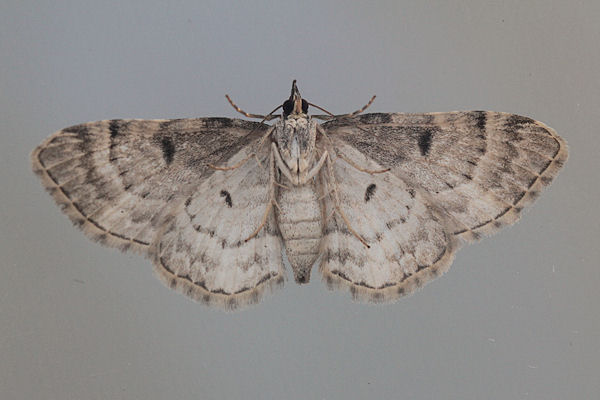 Eupithecia abietaria: Bild 9