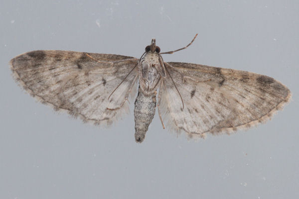 Eupithecia lariciata: Bild 31