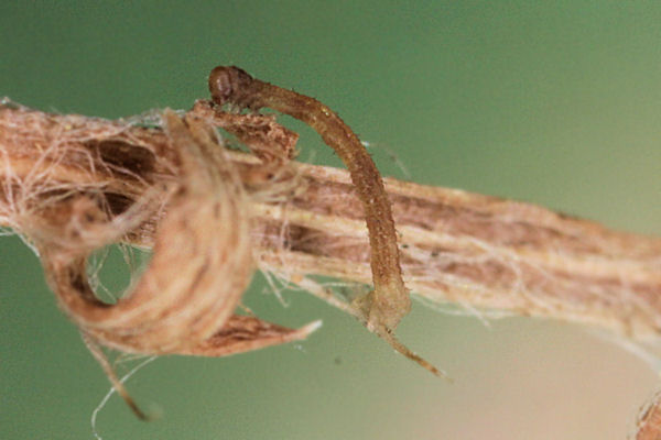 Idaea laevigata: Bild 1