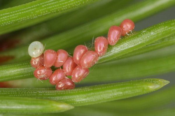 Hylaea fasciaria f. fasciaria: Bild 1