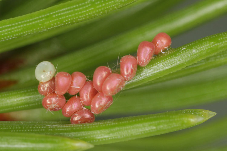 Hylaea fasciaria f. fasciaria: Bild 1