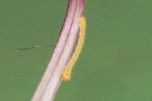 Eupithecia icterata: Bild 10