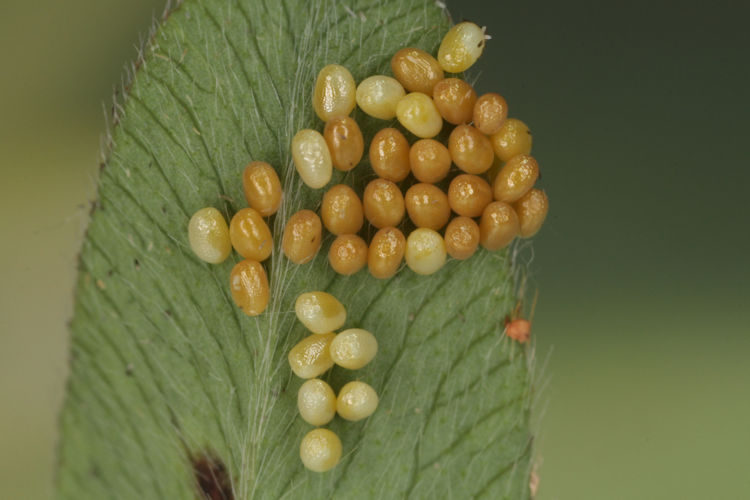 Psodos canaliculata: Bild 2
