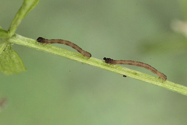 Idaea sericeata: Bild 4