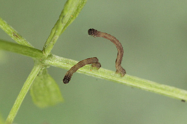 Idaea sericeata: Bild 6