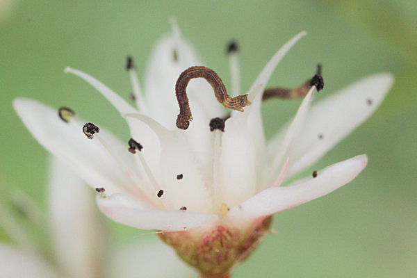 Idaea sericeata: Bild 5