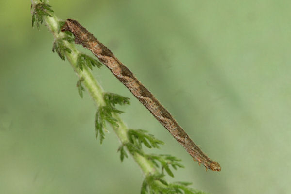 Eupithecia subfuscata: Bild 47