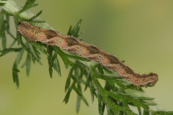 Eupithecia subfuscata: Bild 65