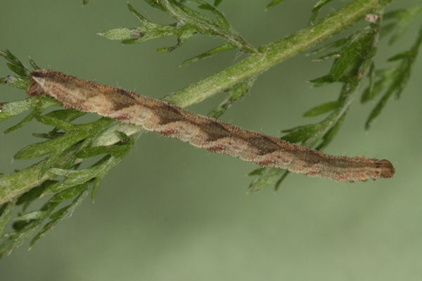 Eupithecia subfuscata: Bild 69