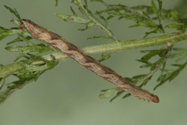 Eupithecia subfuscata: Bild 70