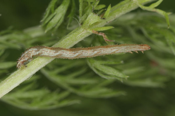Eupithecia subfuscata: Bild 51
