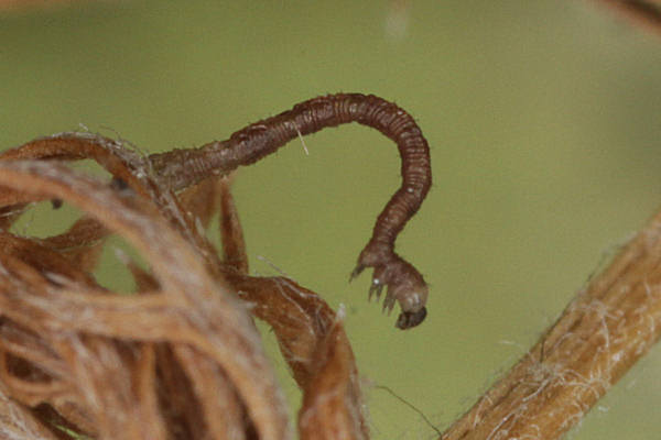 Idaea dimidiata: Bild 8