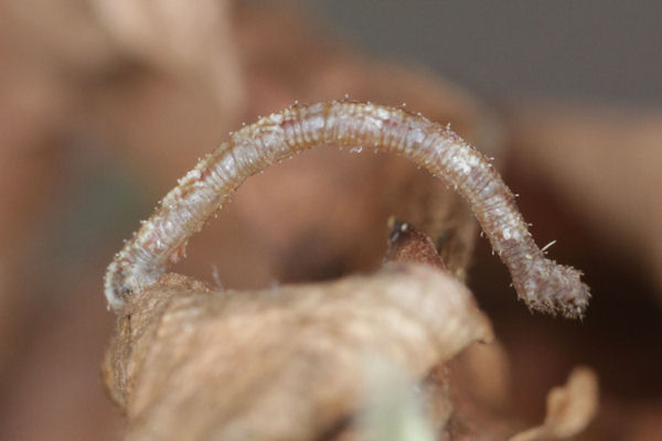 Idaea dimidiata: Bild 14