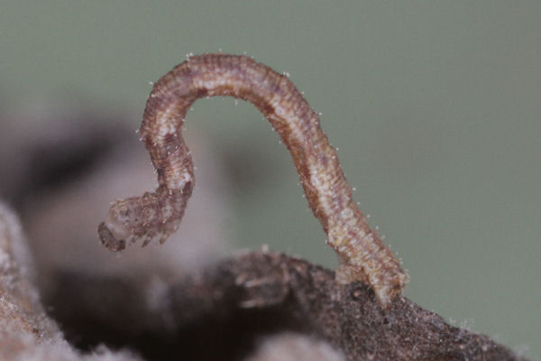 Idaea dimidiata: Bild 15