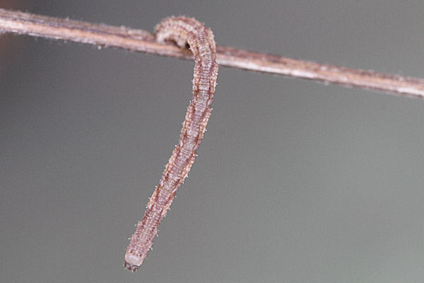 Idaea dimidiata: Bild 16