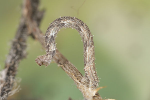 Idaea dimidiata: Bild 18