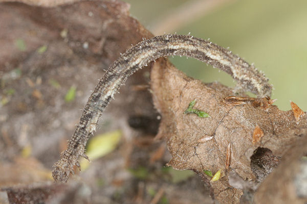 Idaea dimidiata: Bild 19