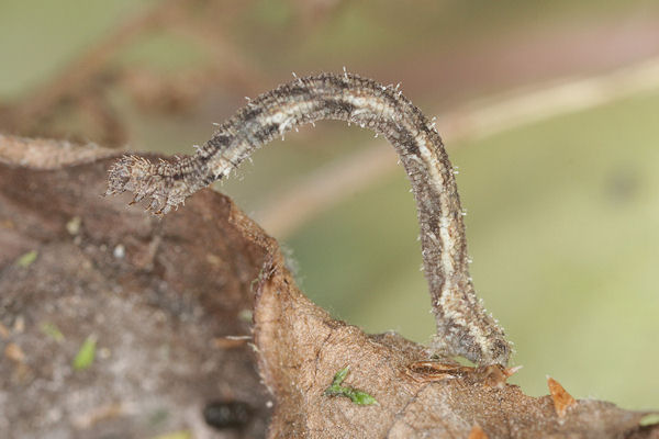 Idaea dimidiata: Bild 20