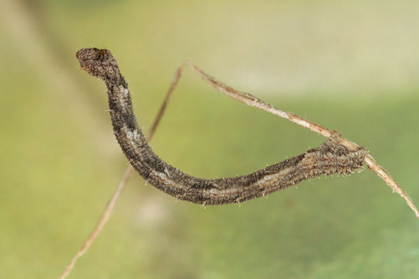 Idaea dimidiata: Bild 21