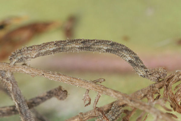 Idaea dimidiata: Bild 22