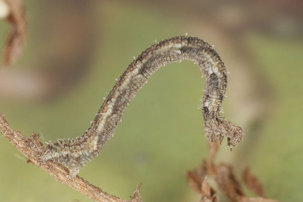 Idaea dimidiata: Bild 23