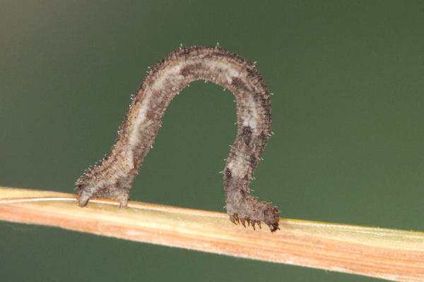 Idaea dimidiata: Bild 24