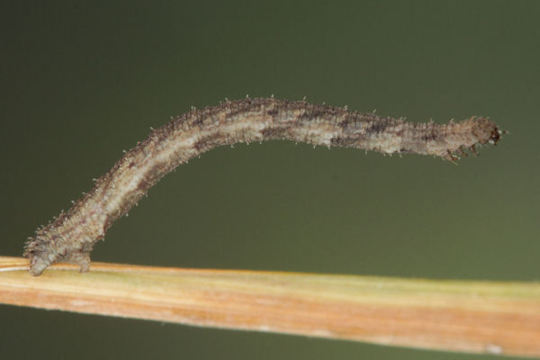 Idaea dimidiata: Bild 25