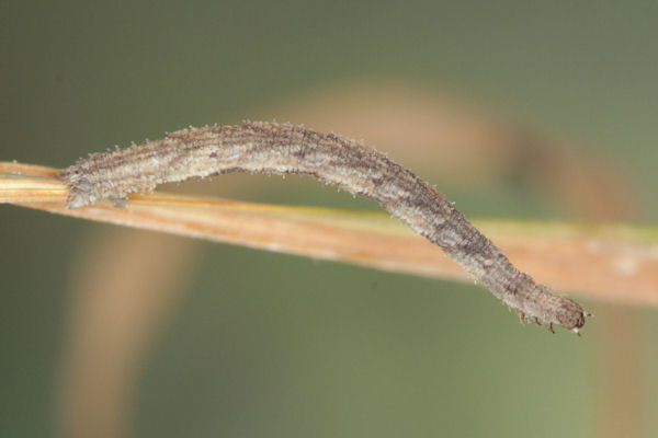 Idaea dimidiata: Bild 26