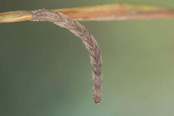 Idaea dimidiata: Bild 27