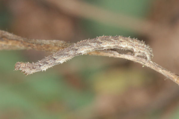 Idaea dimidiata: Bild 30