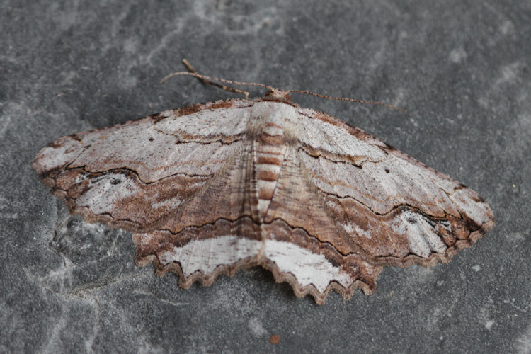 Menophra abruptaria: Bild 22